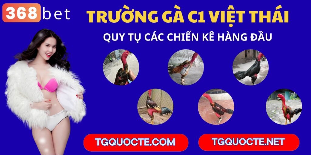 Trường gà c1 việt thái trực tiếp tại tgquocte.com